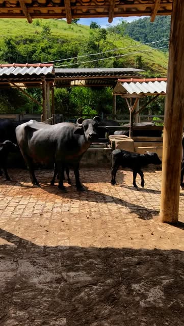 Manteiga artesanal de leite de búfala