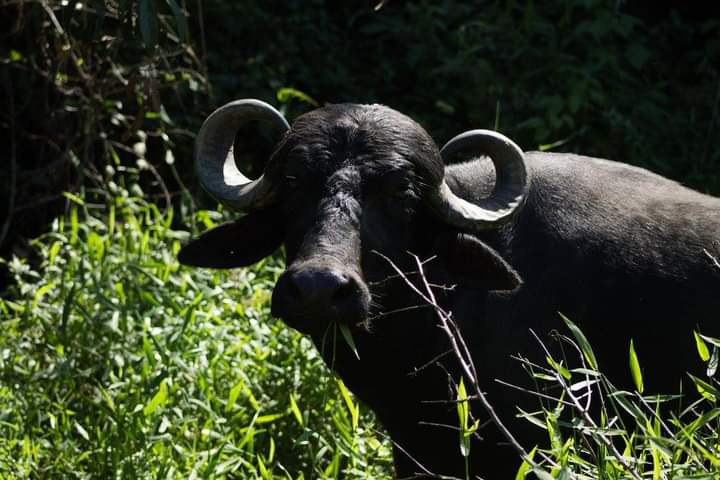 Bufalo comendo capim